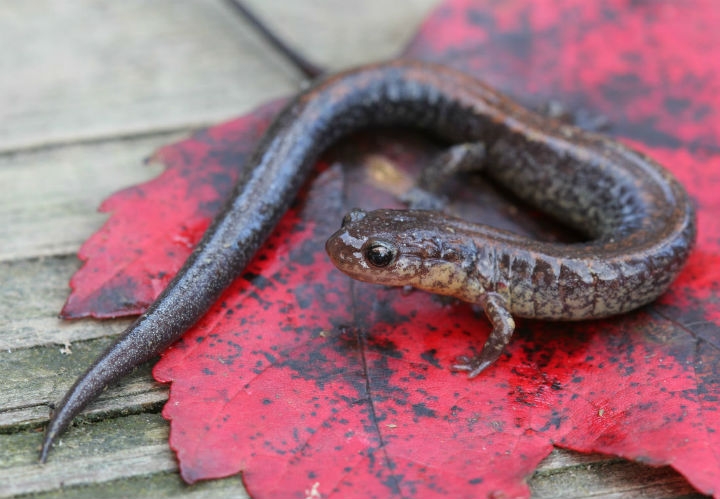 Redback Salamander